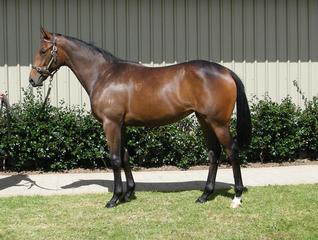 Celebrity Dream (NZ) pictured as a yearling 